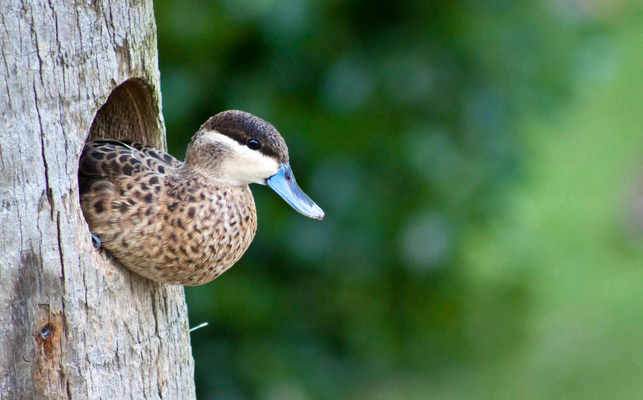 Of the 2025 wild waterfowl